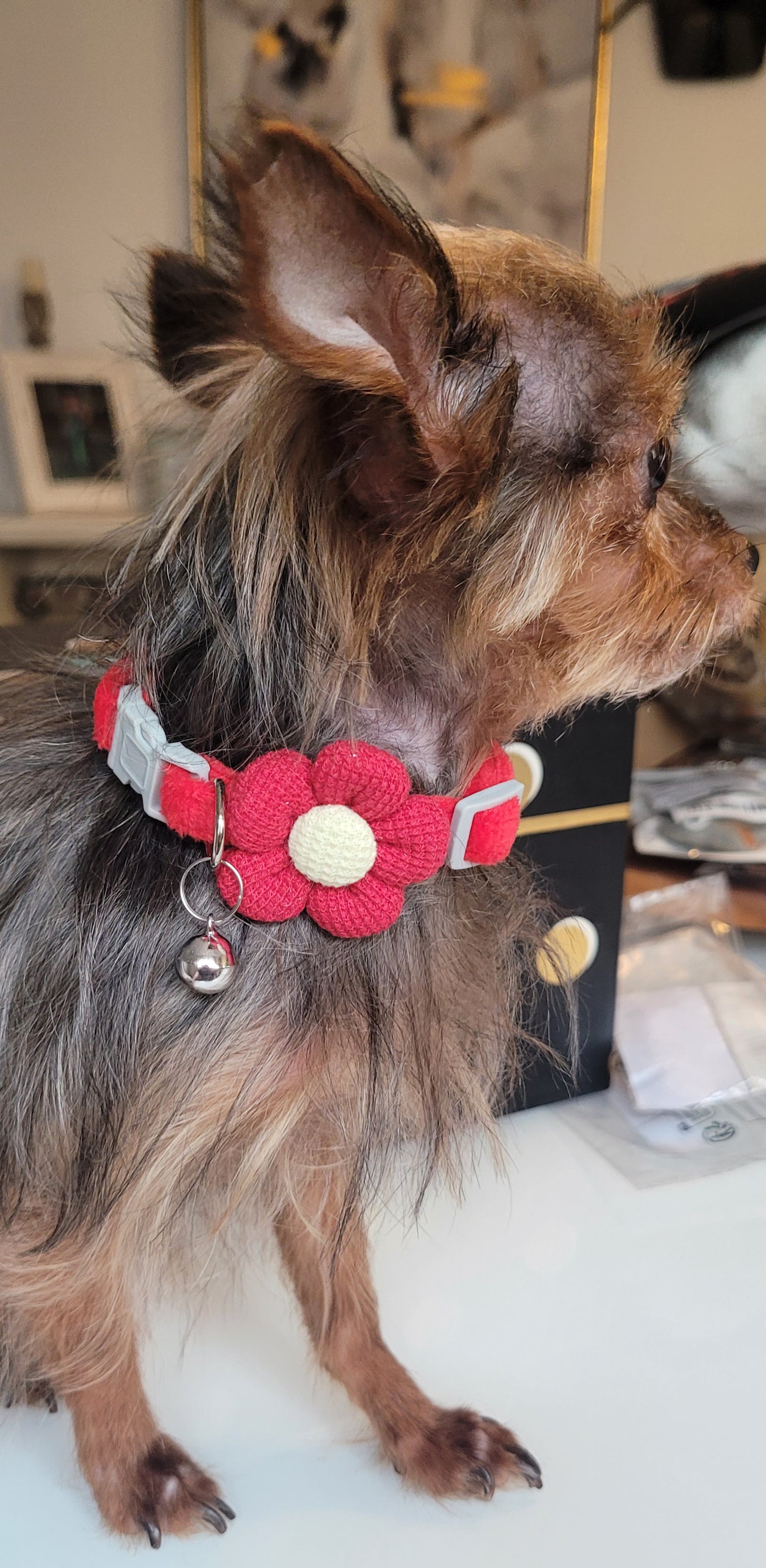 Red dog collar